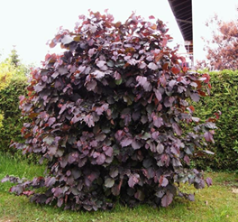    
Corylus maxima purpurea 